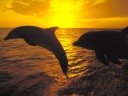 dolphin-sunset-jump-honduras